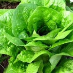 Los efectos del ozono en la lechuga, las espinacas y el perejil de IV gama